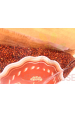 Obrázok pre Najtelo Quinoa červená 400g (Mrlík čílsky)