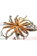 Obrázok pre Cordyceps 100 tabliet