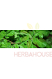 Obrázok pre MORINGA forte 100tabliet
